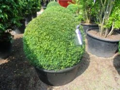 Buxusbol (Buxus Sempervirens, Bolvorm) -Tuinplantenwinkel buxus sempervirens bol 90 100 c200 1