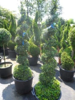 Buxus Als Spiraal (Buxus Sempervirens) 6 Buxus Als Spiraal (Buxus Sempervirens) -Tuinplantenwinkel buxus sempervirens spiraal 150 175 c50 70