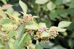 Schoonvrucht (Callicarpa Bodinieri 'Profusion') -Tuinplantenwinkel callicarpa bodinieri profusion 2