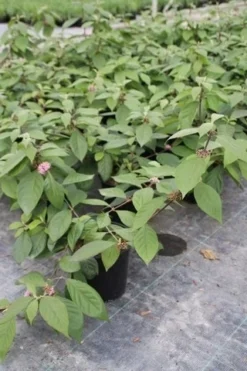 Schoonvrucht (Callicarpa Bodinieri 'Profusion') -Tuinplantenwinkel callicarpa bodinieri profusion 2 1