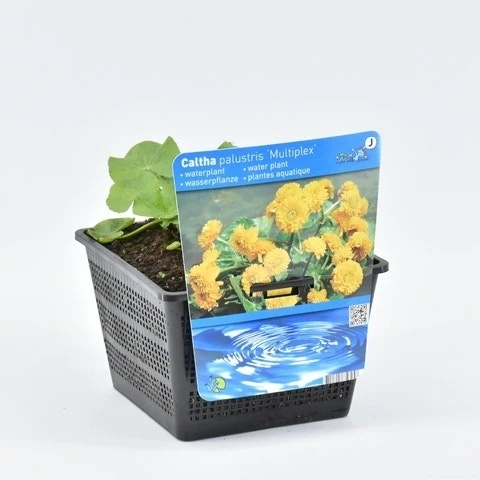 Dubbele Gele Dotterbloem (Caltha Palustris 'Multiplex') 2 Dubbele Gele Dotterbloem (Caltha Palustris 'Multiplex') - Afbeelding 2