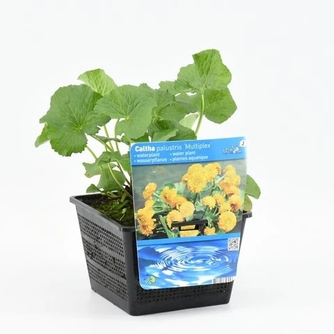 Dubbele Gele Dotterbloem (Caltha Palustris 'Multiplex') 1 Dubbele Gele Dotterbloem (Caltha Palustris 'Multiplex')