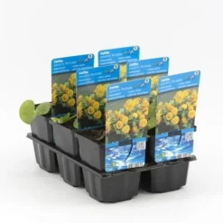 Dubbele Gele Dotterbloem (Caltha Palustris 'Multiplex') 7 Dubbele Gele Dotterbloem (Caltha Palustris 'Multiplex') -Tuinplantenwinkel caltha palustris multiplex 20180321212520