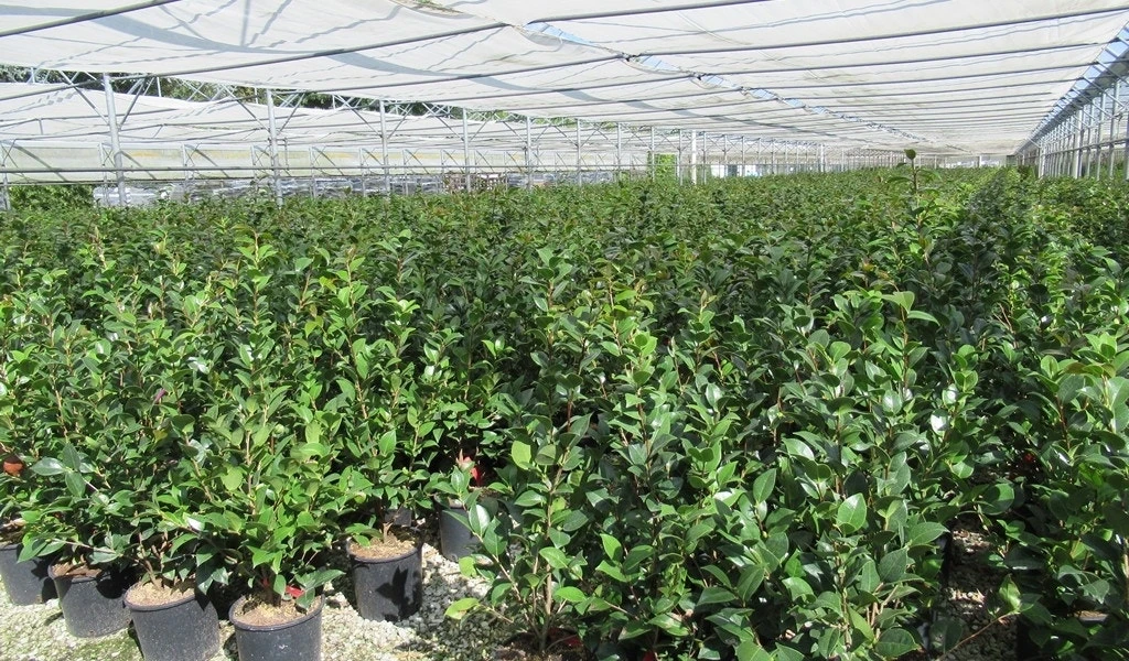 Camelia (Camellia 'Debbie') 7 Camelia (Camellia 'Debbie') - Afbeelding 7