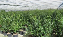 Camelia (Camellia 'Debbie') -Tuinplantenwinkel camellia 4