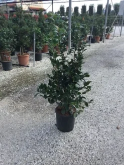 Camellia (Camellia Japonica 'Black Lace') -Tuinplantenwinkel camellia black lace c12 1