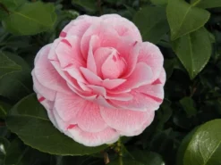 Camelia (Camellia Japonica 'Bonomiana') -Tuinplantenwinkel camellia bonomiana