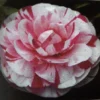 Camelia (Camellia Japonica 'Bonomiana')