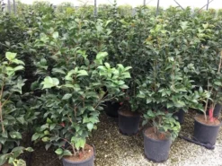 Camellia (Camellia Japonica 'Black Lace') -Tuinplantenwinkel camellia c12 2