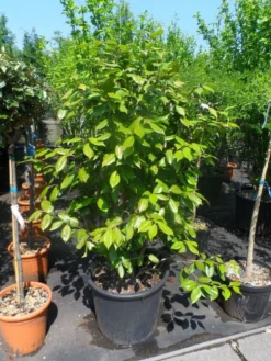 Camelia Als Leivorm (Camellia Japonica) 12 Camelia Als Leivorm (Camellia Japonica) -Tuinplantenwinkel camellia japonica 125 150 175 c50