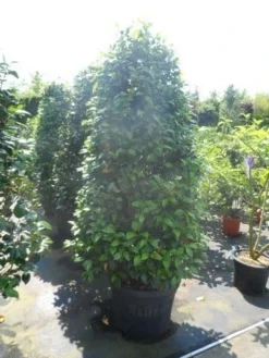 Camelia (Camellia, Rose) 17 Camelia (Camellia, Rose) -Tuinplantenwinkel camellia japonica 175 200 1 2