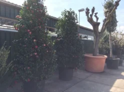 Camelia (Camellia, Rose) -Tuinplantenwinkel camellia japonica 200 250 300 extra 1 1