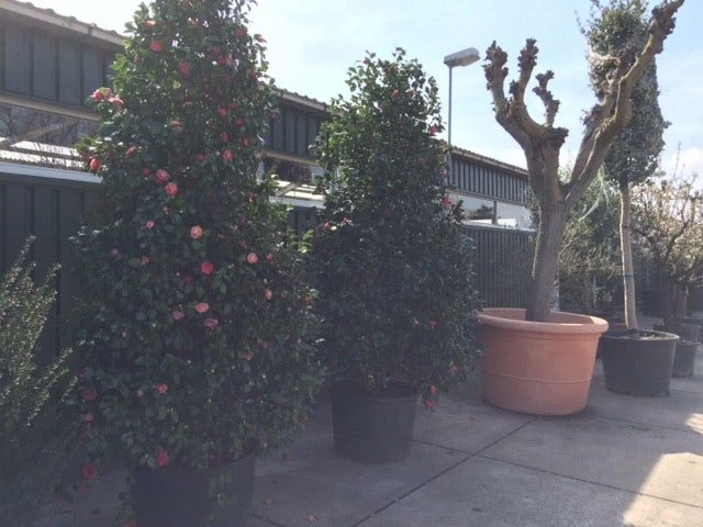 Camelia (Camellia, Rood) 12 Camelia (Camellia, Rood) - Afbeelding 12