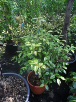 Camelia (Camellia, Rood) 20 Camelia (Camellia, Rood) -Tuinplantenwinkel camellia japonica 60 80 c20 25