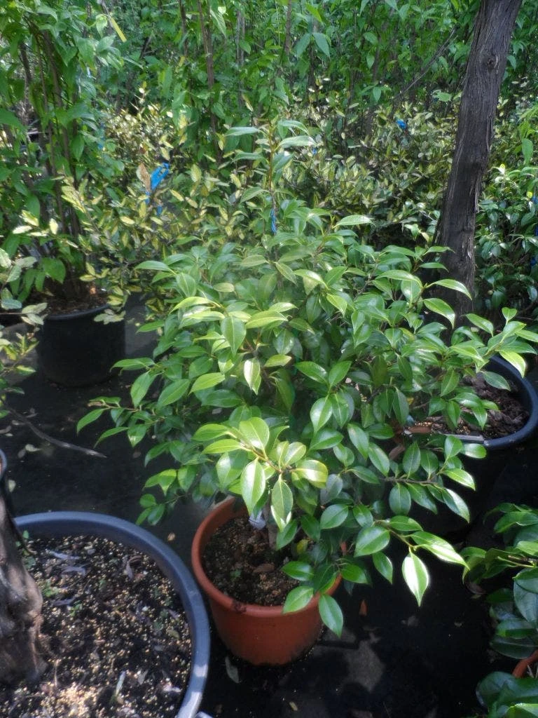 Camelia (Camellia, Rood) 8 Camelia (Camellia, Rood) - Afbeelding 8