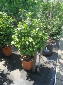 Camelia (Camellia, Rose) 16 Camelia (Camellia, Rose) -Tuinplantenwinkel camellia japonica 80 100