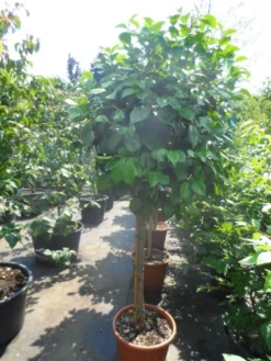 Camelia Op Stam (Camellia Japonica) -Tuinplantenwinkel camellia japonica halfstam c35 50 1