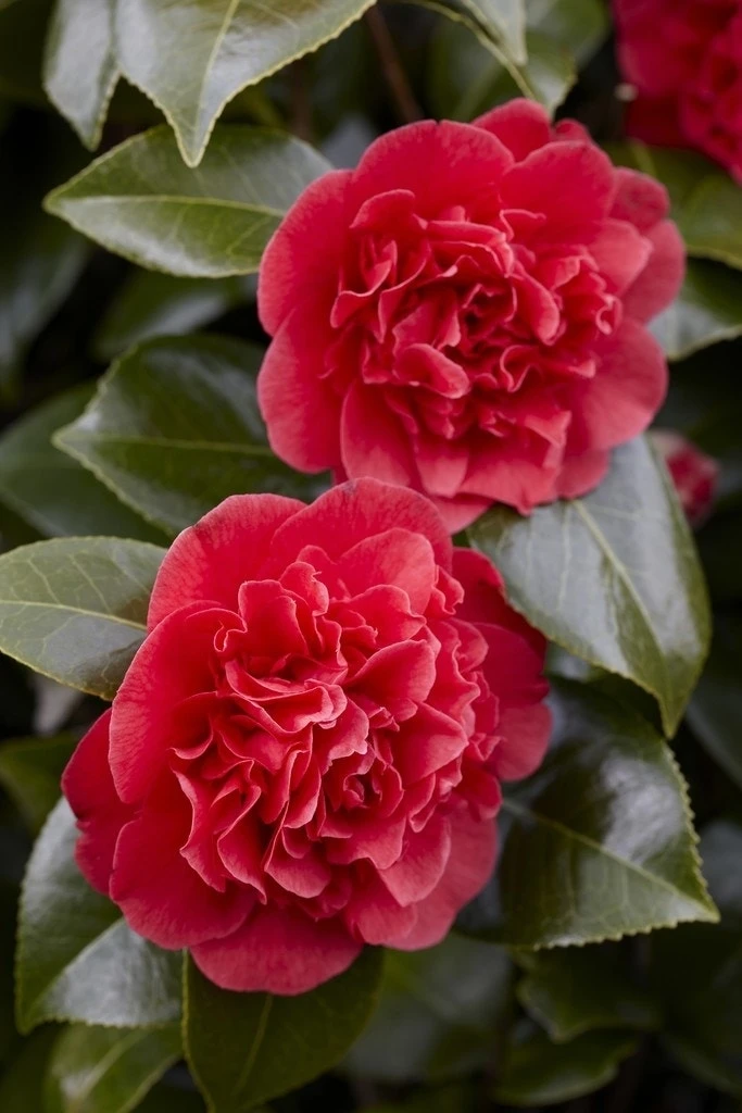 Camelia (Camellia Japonica 'Kramer's Supreme') 1 Camelia (Camellia Japonica 'Kramer's Supreme')