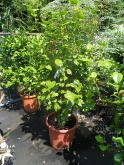 Camelia (Camellia, Rood) 21 Camelia (Camellia, Rood) -Tuinplantenwinkel camellia japonica wit 80 100 125