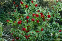 Camellia (Camellia Japonica 'Black Lace') -Tuinplantenwinkel camellia ret. black lace 1 1