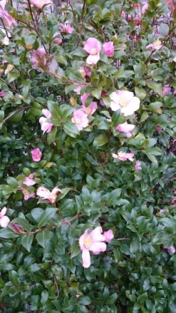 Camelia Als Boom (Camellia Sasanqua) -Tuinplantenwinkel camellia sasangua 2 1