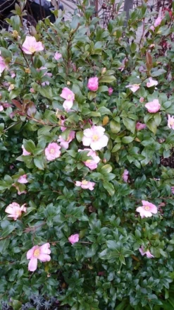 Camelia Als Bonsai (Camellia Sasanqua) -Tuinplantenwinkel camellia sasangua 4