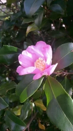 Camelia (Camellia Sasanqua) 13 Camelia (Camellia Sasanqua) -Tuinplantenwinkel camellia sasanqua 1