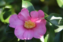 Camelia (Camellia Sasanqua) 19 Camelia (Camellia Sasanqua) -Tuinplantenwinkel camellia sasanqua 2 1