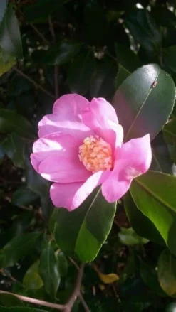 Camelia (Camellia Sasanqua)