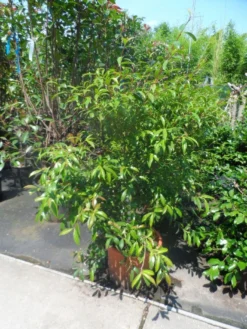 Camelia (Camellia Sasanqua) -Tuinplantenwinkel camellia sasanqua 60 80 100 c25 1