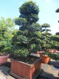 Camelia Als Bonsai (Camellia Sasanqua) -Tuinplantenwinkel camellia sasanqua bonsai 200 225 houten bak 3