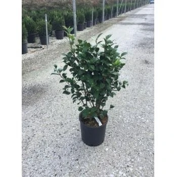 Camelia (Camellia Japonica ‘Perfection White’) 2 Camelia (Camellia Japonica ‘Perfection White’) - Afbeelding 2