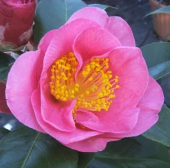 Camelia Als Leivorm (Camellia Japonica 'California')