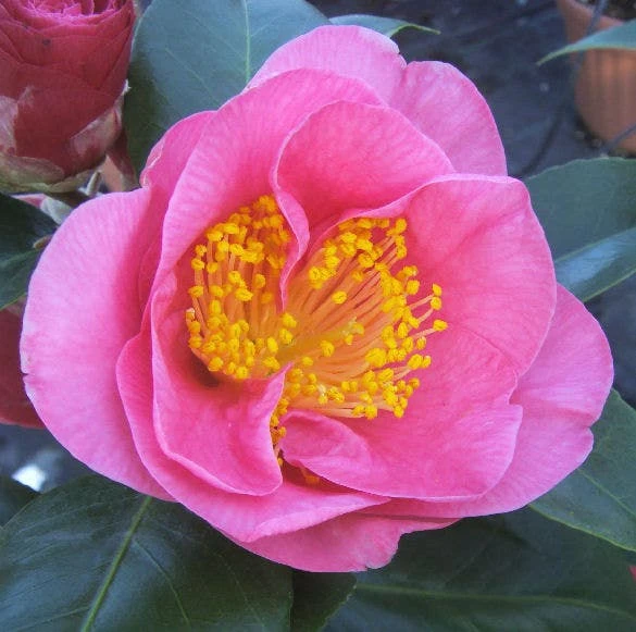 Camelia Als Leivorm (Camellia Japonica 'California') 1 Camelia Als Leivorm (Camellia Japonica 'California')
