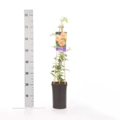 Trompetbloem (Campsis Radicans 'Flava') -Tuinplantenwinkel campsis radicans flava 1