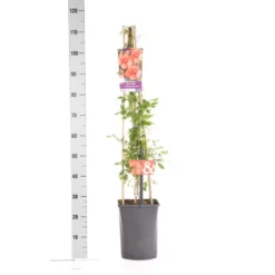 Trompetbloem (Campsis Tagliabuana 'Mme Galen') -Tuinplantenwinkel campsis t. madame galen 1.00 1.25