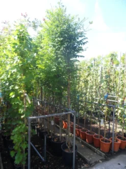 Trompetbloem Als Boom (Campsis Tagliabuana 'Mme Galen') 7 Trompetbloem Als Boom (Campsis Tagliabuana 'Mme Galen') -Tuinplantenwinkel campsis tagliabuana madame galen 200 250 c20 1