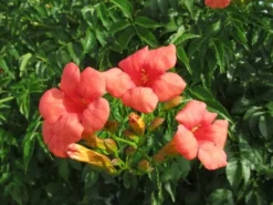 Trompetbloem Als Boom (Campsis Tagliabuana 'Mme Galen') 6 Trompetbloem Als Boom (Campsis Tagliabuana 'Mme Galen') -Tuinplantenwinkel campsis tagliabuana mme galen 2