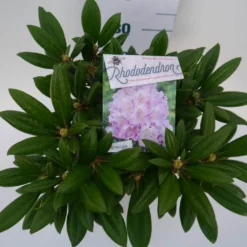 Dwergrhododendron (Rhododendron 'Caroline Allbrook') -Tuinplantenwinkel car. allbrook c4 boven