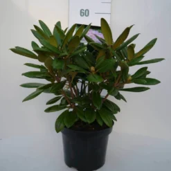 Dwergrhododendron (Rhododendron 'Caroline Allbrook') -Tuinplantenwinkel car. allbrook c4 voor 1