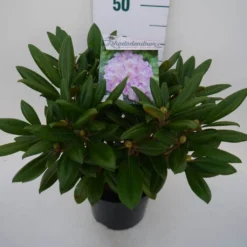 Dwergrhododendron (Rhododendron 'Caroline Allbrook') -Tuinplantenwinkel car. allbrook c4 zij
