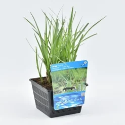 Oeverzegge (Carex Riparia) -Tuinplantenwinkel carex riparia 18x18 20180403190132