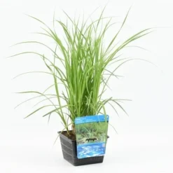 Oeverzegge (Carex Riparia) -Tuinplantenwinkel carex riparia 20180425121140 m 12610 p18
