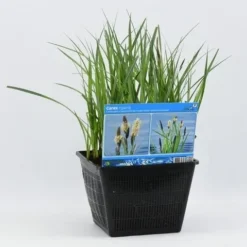 Oeverzegge (Carex Riparia) -Tuinplantenwinkel carex riparia 28x28 20180412192544 2