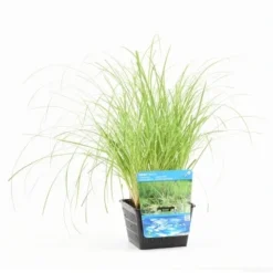 Oeverzegge (Carex Riparia) -Tuinplantenwinkel carex riparia s e 12610 p18