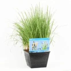 Oeverzegge (Carex Riparia) -Tuinplantenwinkel carex riparia s m 13630 p28