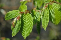 Grote Haagbeuk (Carpinus Betulus) 11 Grote Haagbeuk (Carpinus Betulus) -Tuinplantenwinkel carpinus