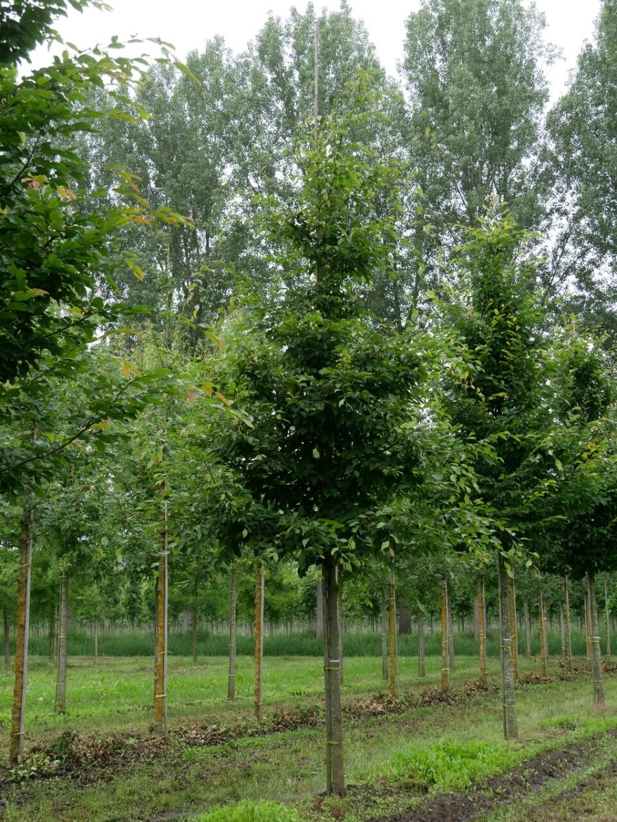 Grote Haagbeuk (Carpinus Betulus) 2 Grote Haagbeuk (Carpinus Betulus) - Afbeelding 2