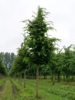 Grote Haagbeuk (Carpinus Betulus) 8 Grote Haagbeuk (Carpinus Betulus) -Tuinplantenwinkel carpinus betulus s 25 30