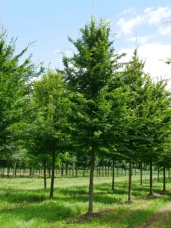 Grote Haagbeuk (Carpinus Betulus) 10 Grote Haagbeuk (Carpinus Betulus) -Tuinplantenwinkel carpinus betulus s 35 40